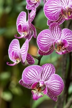 Orchid,close-up of flower against blurred background