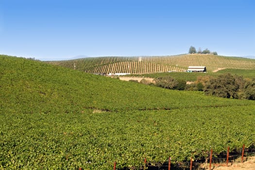 vineyard in Napa country, California