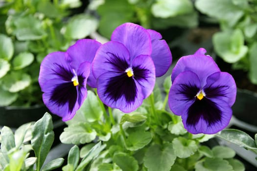 Spring pansy flowers in a flower garden