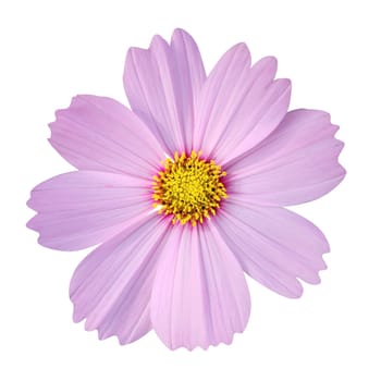 cosmos flower isolated on white background (clipping path included)