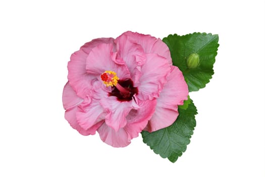 Hibiscus flower isolated on white background