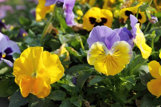 Spring pansy flowers in a flower garden