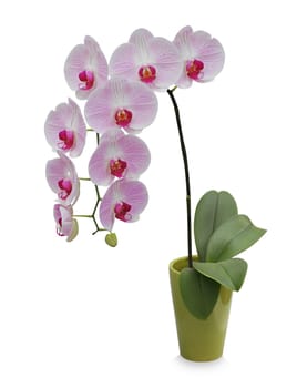 Isolated orchid on a green porcelain pot