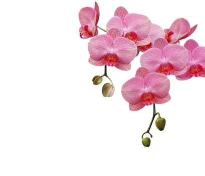 Orchid flower isolated on white background
