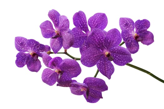 Orchid flower isolated on white background