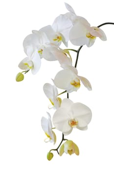White Orchid flower isolated on white background