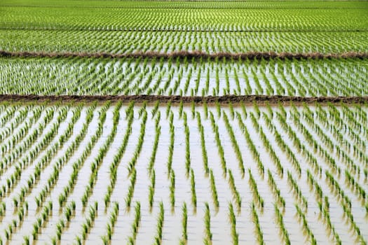 rice plant