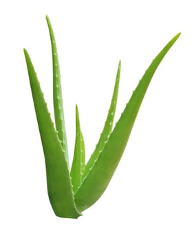 Aloe vera plant isolated on white