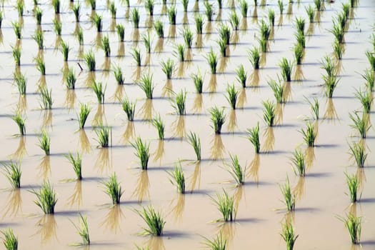 rice plant