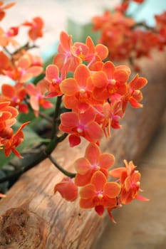 flowers (orchid) blossoming in a patio garden