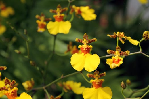Dancing Lady orchid (Oncidium Varicosum)
