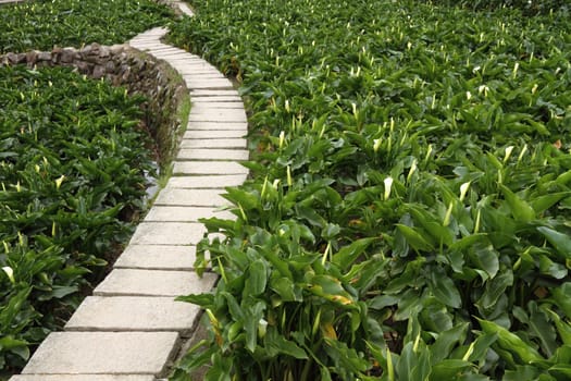 Stone path through a lily meadow