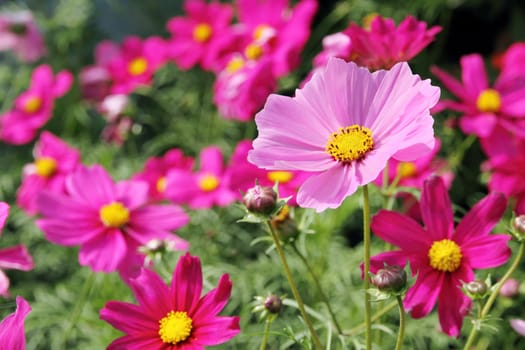 cosmos flowers