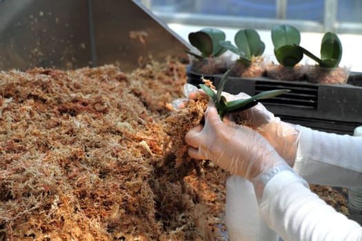 agricultural biotechnology