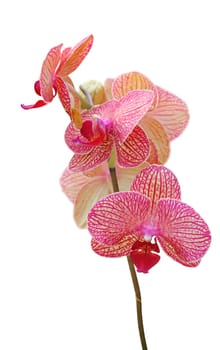 Orchid flower isolated on white background