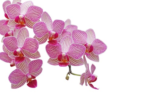 Orchid flower isolated on white background