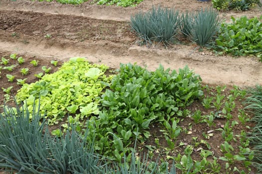 Organic gardening