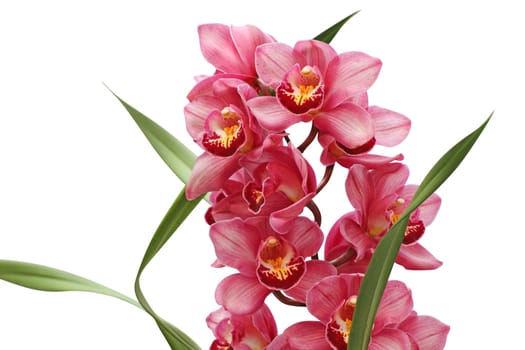 Orchid isolated on white background