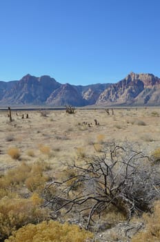 Typical Arizona landscape