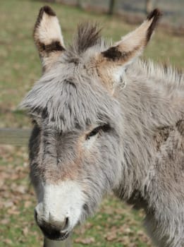 Donkey portrait