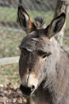Donkey portrait