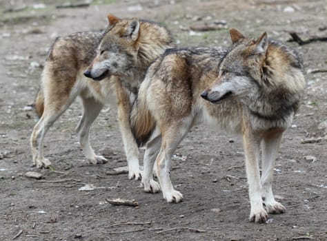 Two wolves at Sababurg Zoo