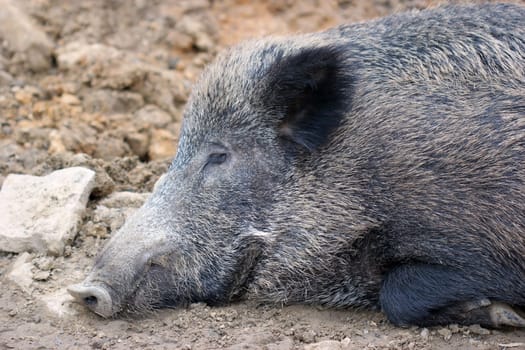Sleeping wild boar at Sababurg Zoo