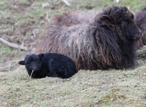 Breton dwarf sheep with newborn lamb