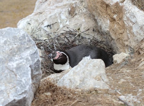 Breeding Humboldt penguin at Sababurg Zoo