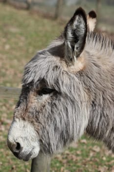 Donkey portrait