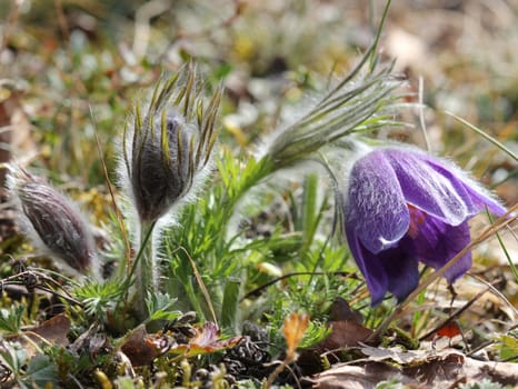 Common pasque flower in the Kellerwald National Park