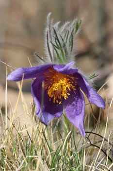 Common pasque flower in the Kellerwald National Park