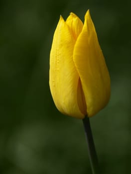 Tulip
