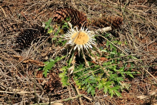 A silver thistle in the Allgäu Alps