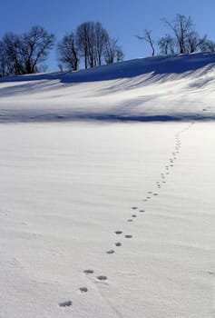 Lonely tracks in the glittering snow