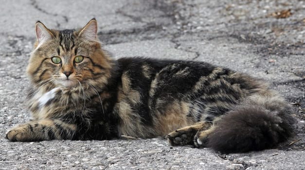 A Norwegian-Persian-domestic cat mix