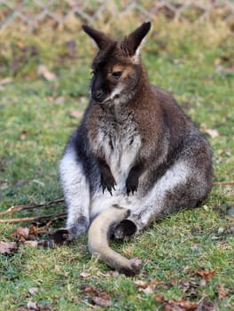 Resting Bennett kangaroo at Sababurg Zoo