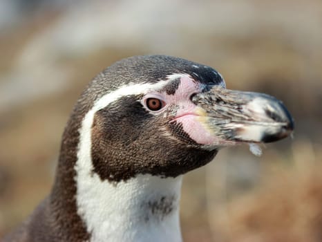 Humboldt penguin at Sababurg Zoo