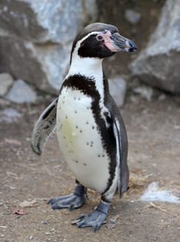 Humboldt penguin at Sababurg Zoo