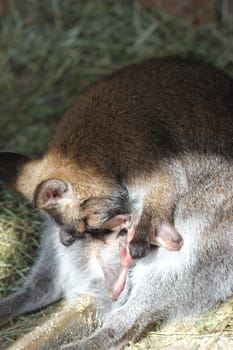 Bennett kangaroo mother cleans her baby in the pouch