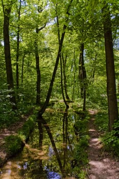 Still water in the forest
