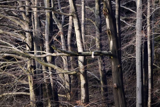 Beech forest in winter after a rain shower