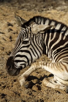 Reclining Grant's Zebra