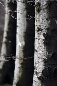 Beech forest in winter after a rain shower
