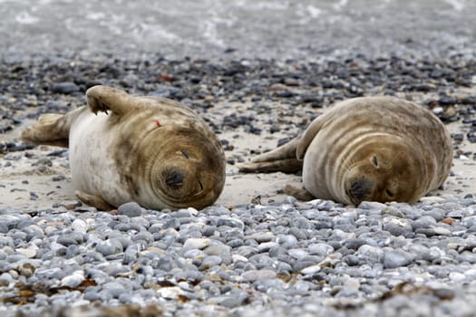 Grey seal on the beach of the Heligoland dune