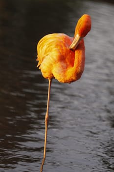 Chilean flamingo