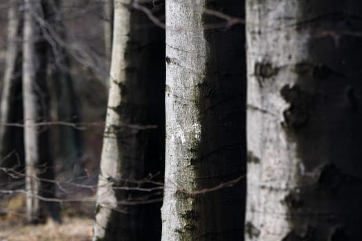 Beech forest in winter after a rain shower