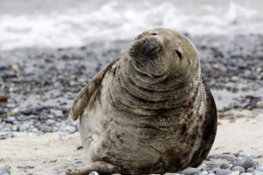 Grey seal on the beach of the Heligoland dune