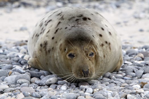 Grey seal on the beach of the Heligoland dune
