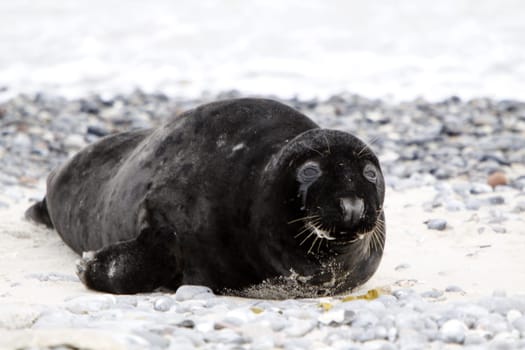 Grey seal on the beach of the Heligoland dune